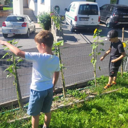 Auswahl der Sonnenblumen