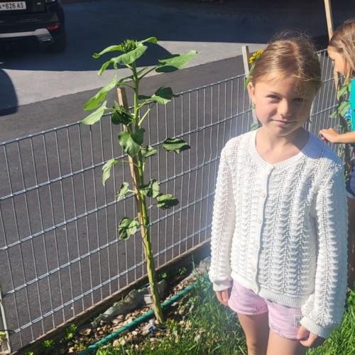 Auswahl der Sonnenblumen